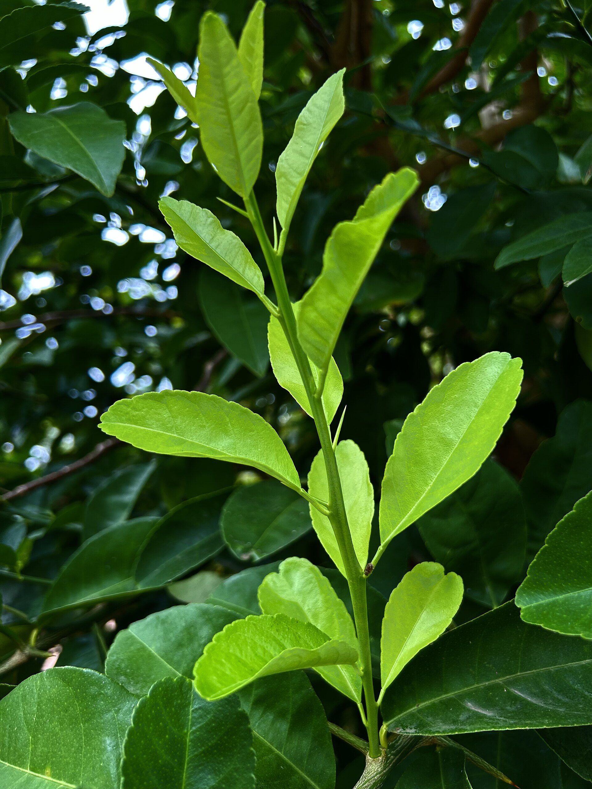 Tahiti Persian lime, Citrus latifolia, on the tree