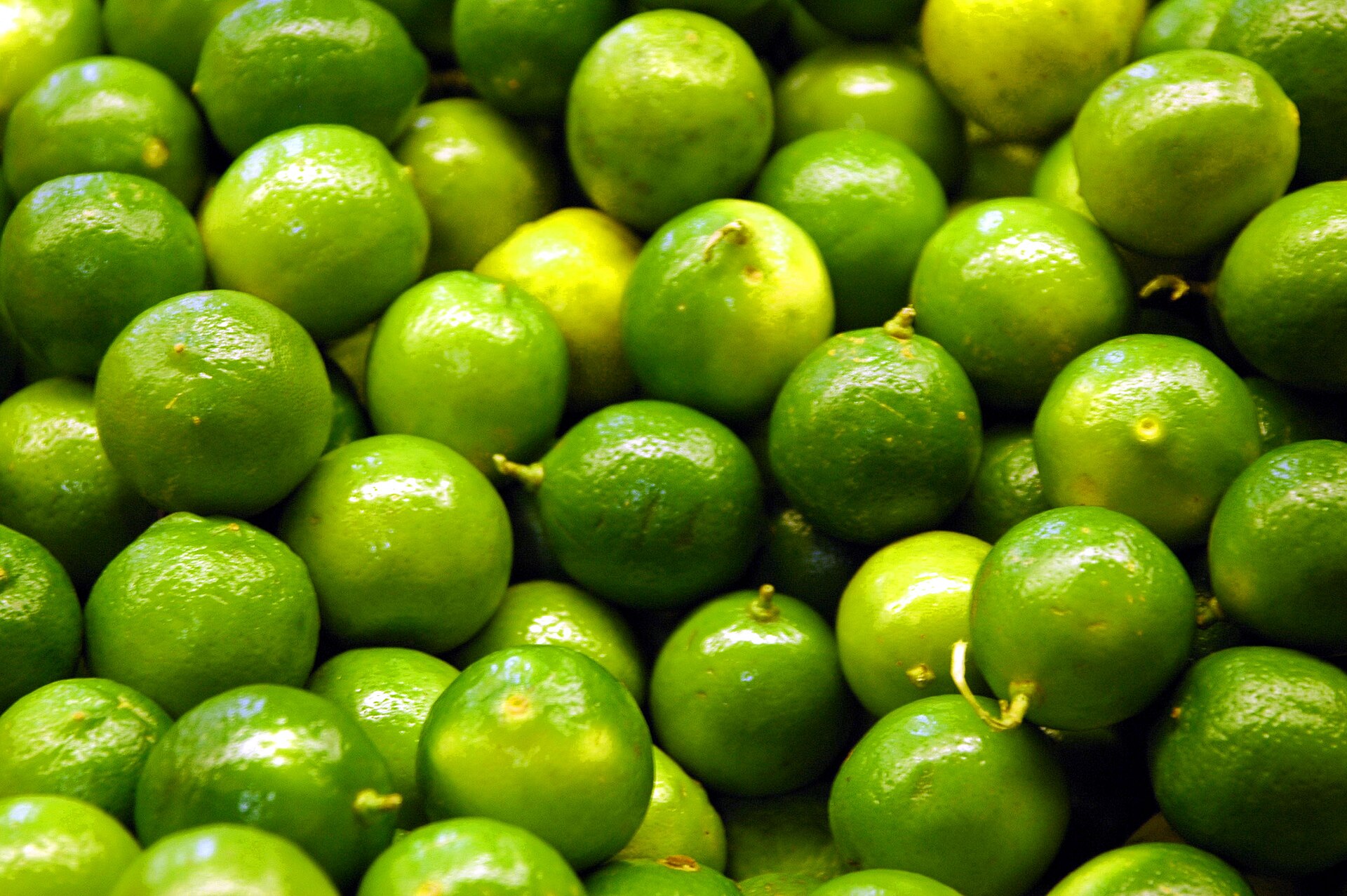 Persian lime on the tree in season